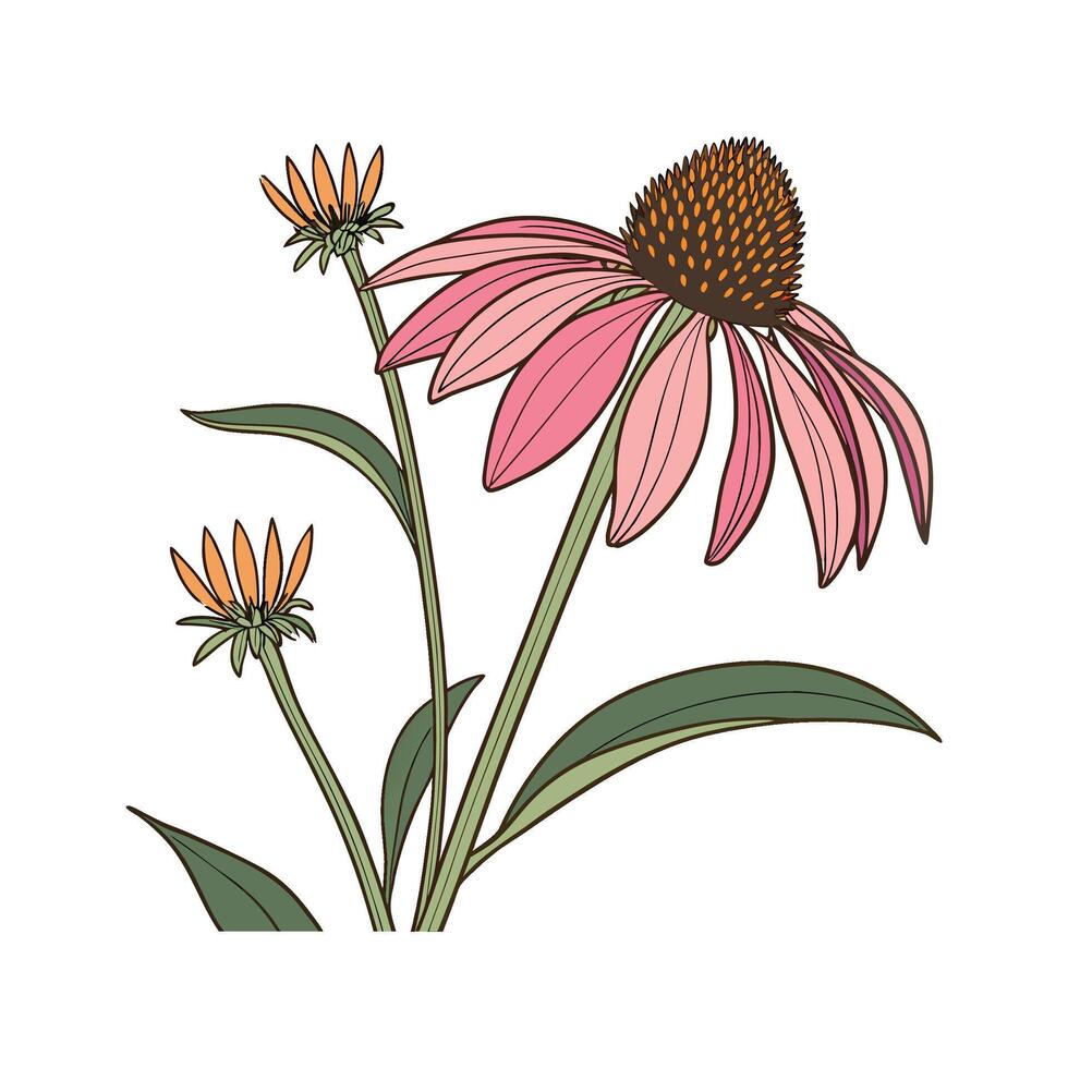 Stylish Coneflower Flower Design vector