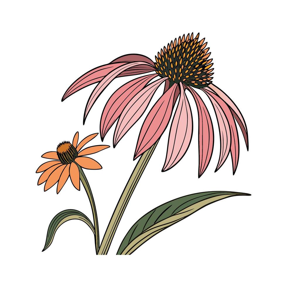 Elegant Coneflower Flower on White vector