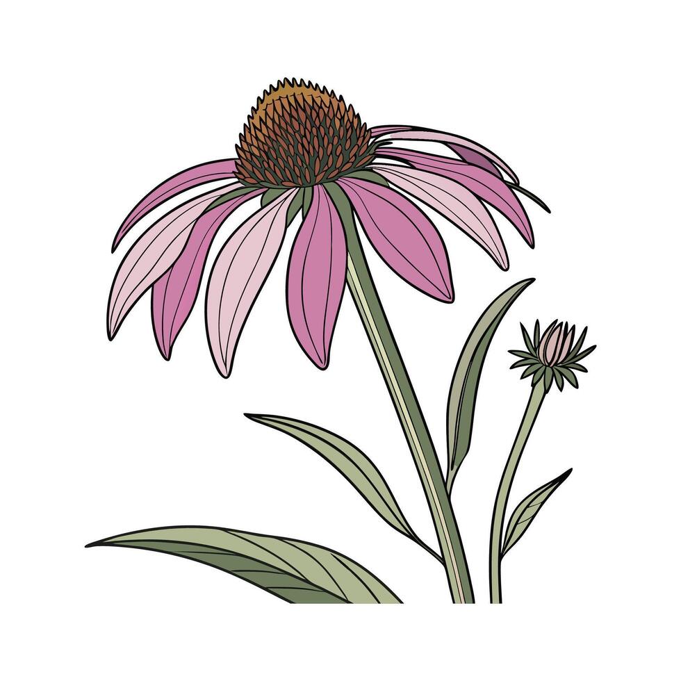 Charming Coneflower on Clean White vector
