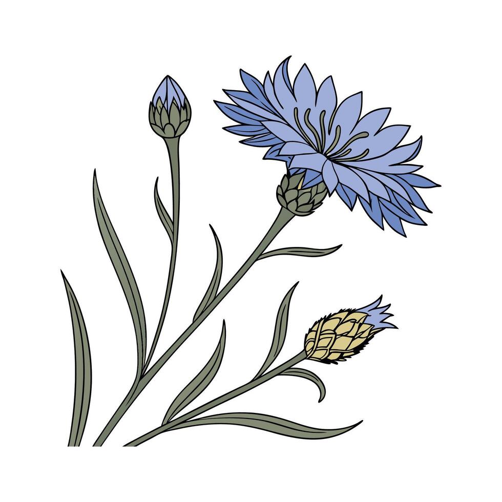 Artistic Cornflower Flower Display on White vector