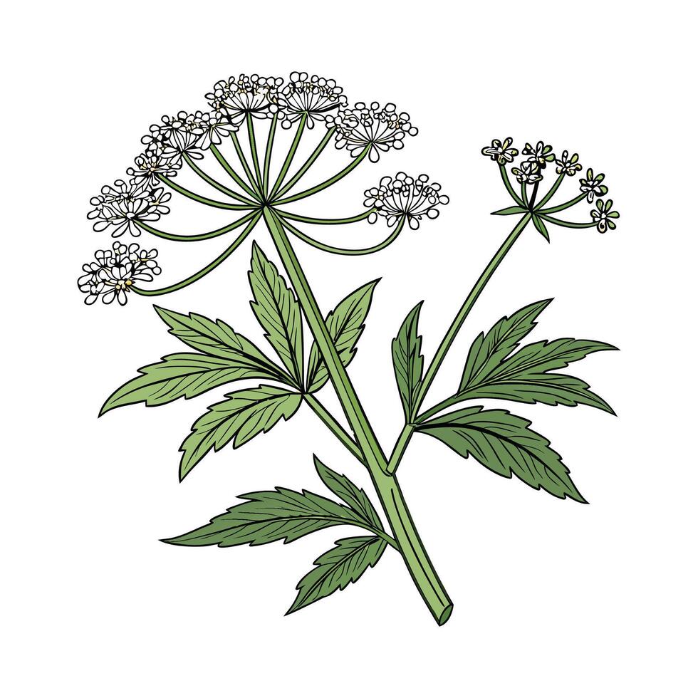 Fresh Cow Parsnip Flower Design on White vector
