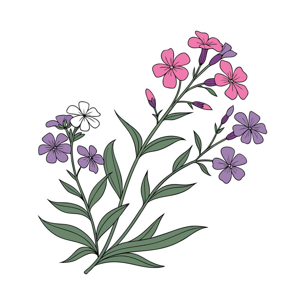Beautiful Creeping Phlox Design on White vector