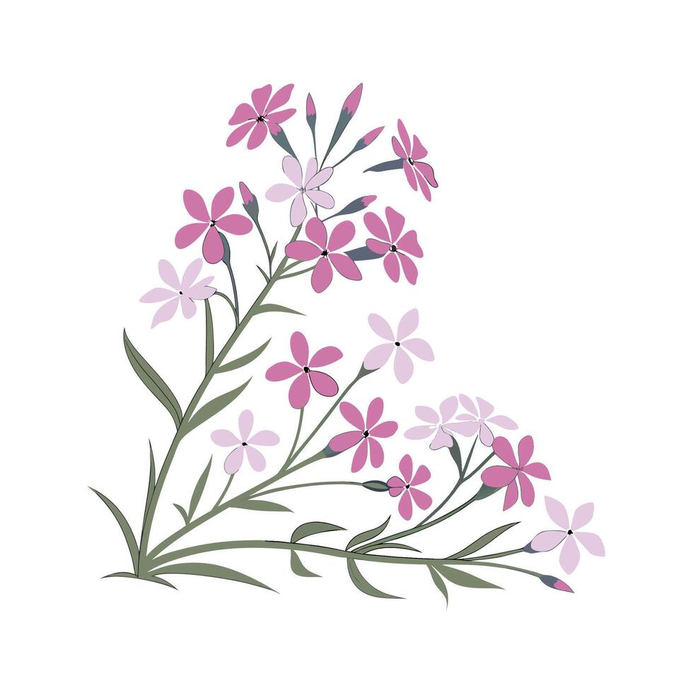 Stunning Creeping Phlox Illustration with White vector
