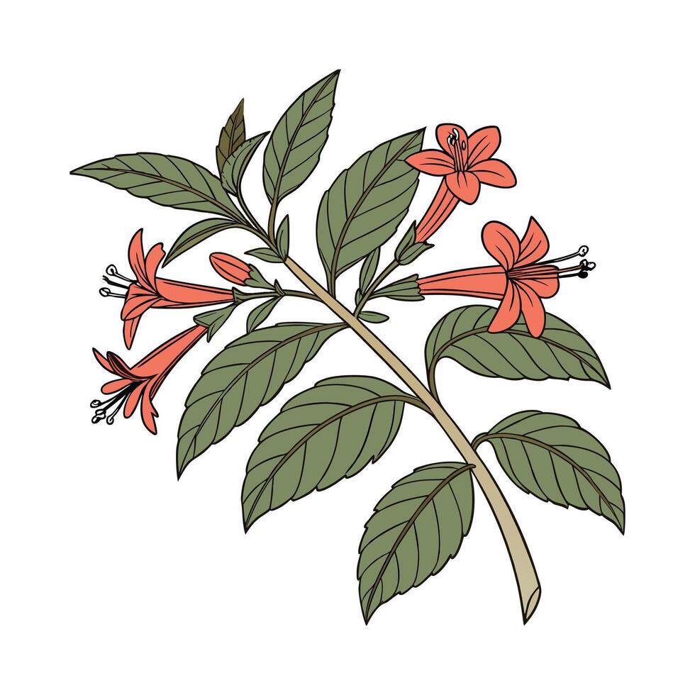 Striking Cuphea Illustration on Clean White vector