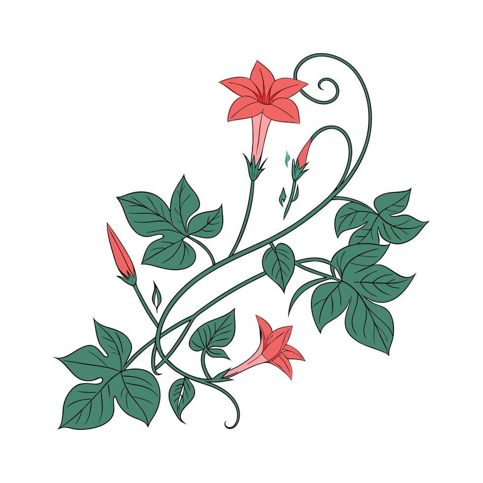Elegant Cypress Vine Display on Bright White vector