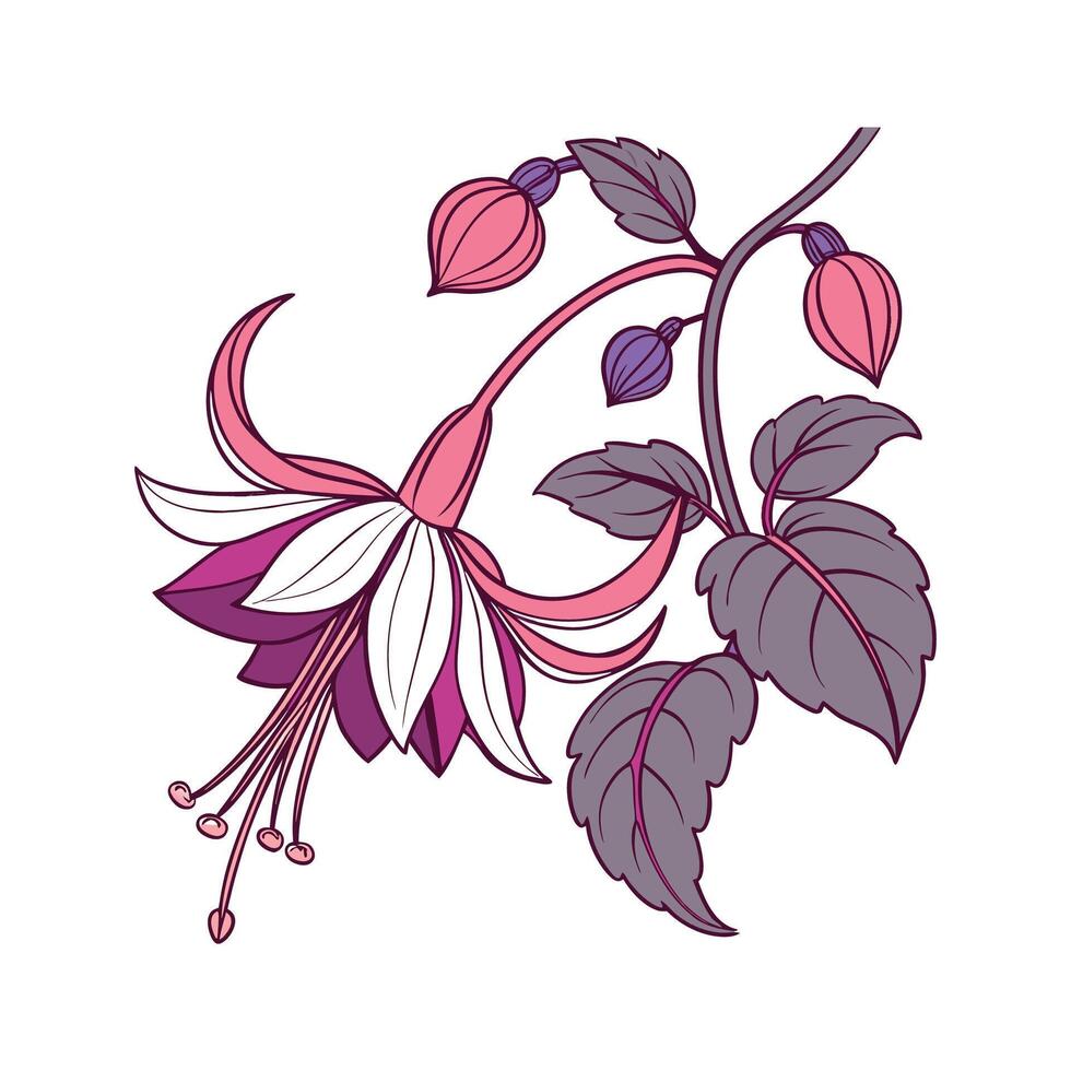 Elegant Dahlia Imperialis Design on White vector