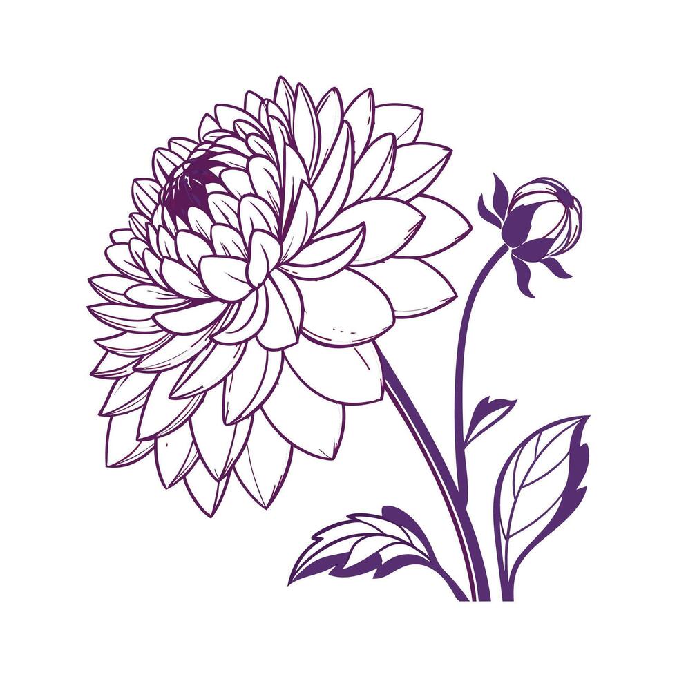 Stunning Dahlia Floral Art on Bright White vector