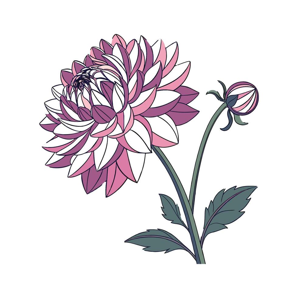 Beautiful Dahlia Flower Design on White vector