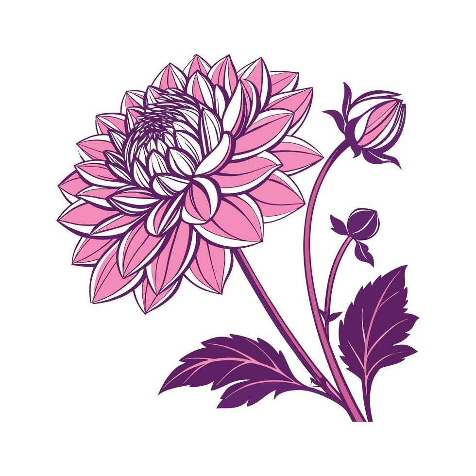 Elegant Dahlia Illustration on Clean White vector