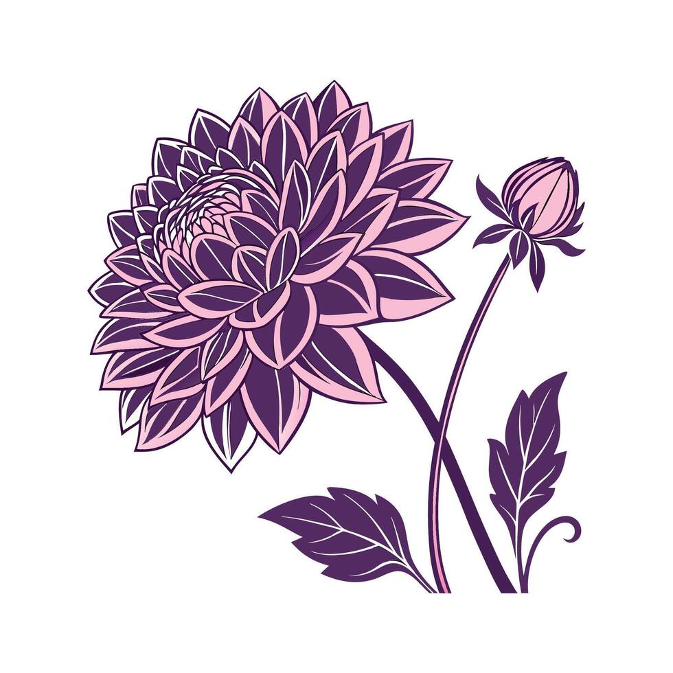 Stunning Dahlia Floral Display on White vector