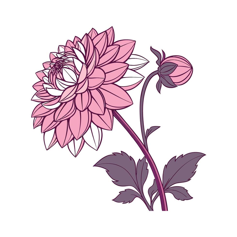 Charming Dahlia Floral Art on White vector