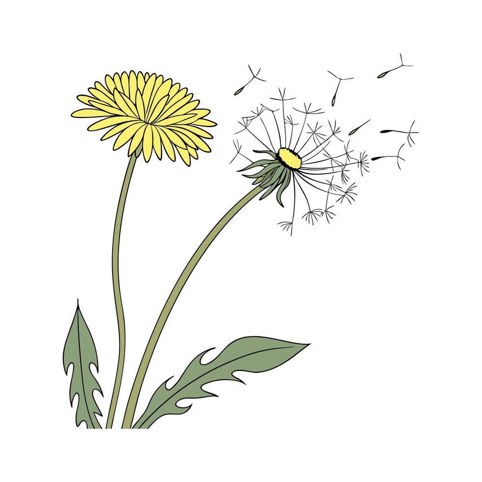 Charming Dandelion Flower Art on Clean White vector