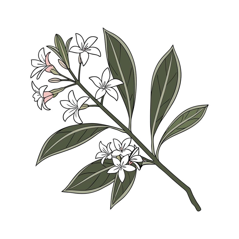 Elegant Daphne Odora Display on Clean White vector