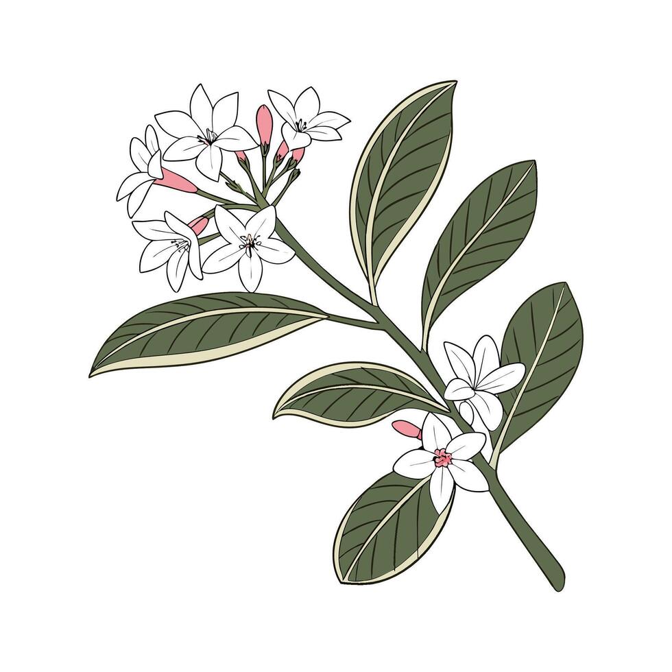 Charming Daphne Odora Art on Clean White vector