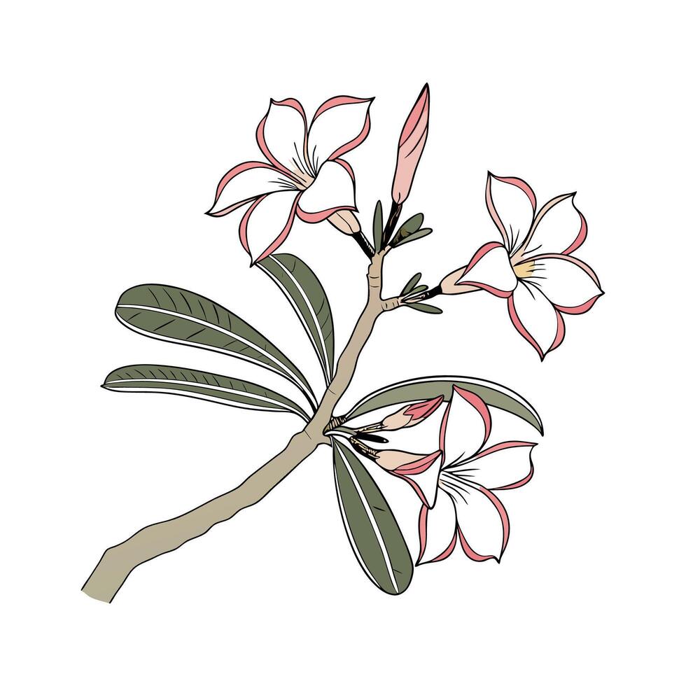 Vivid Desert Rose Illustration with White Background vector