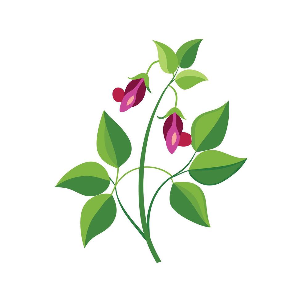 Elegant Desmodium Design on Bright White vector