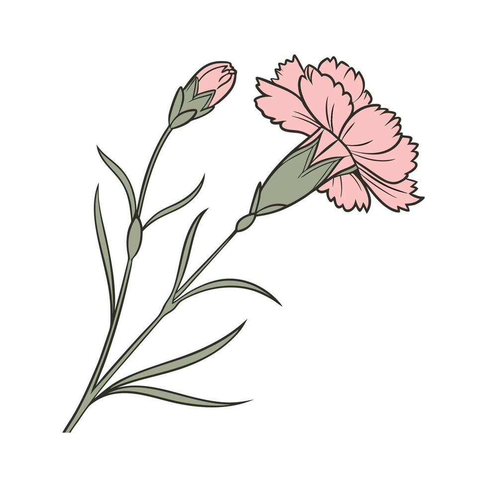 Charming Dianthus Floral Illustration on Bright White vector