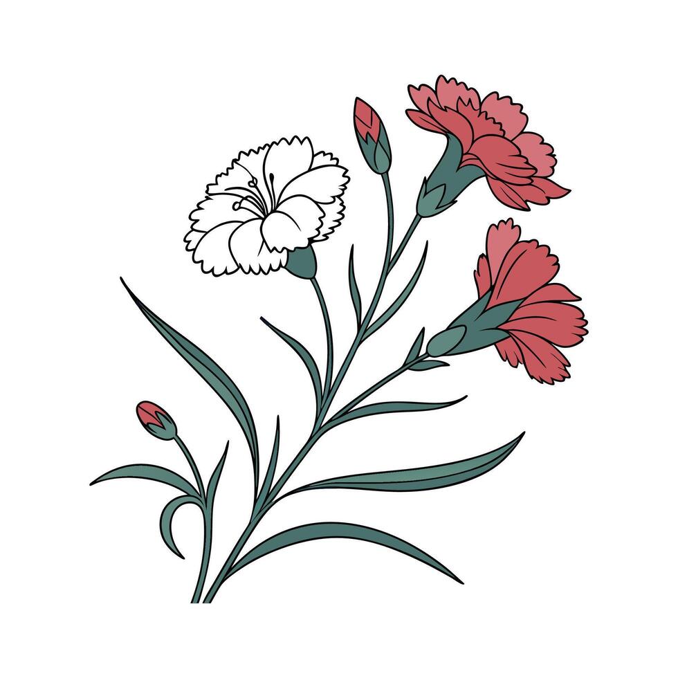 Vivid Dianthus Floral Art on White vector