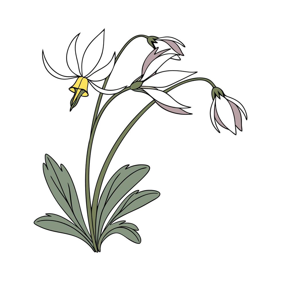 Elegant Dodecatheon Design on Bright White vector