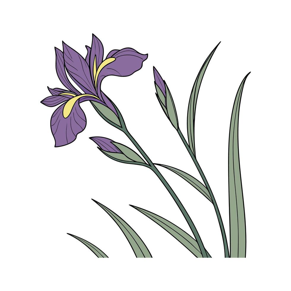 Elegant Dutch Iris Floral Design on White vector