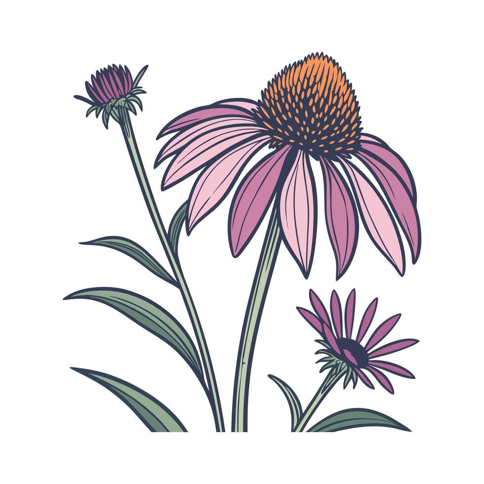 Bright Echinacea Floral Design on White vector