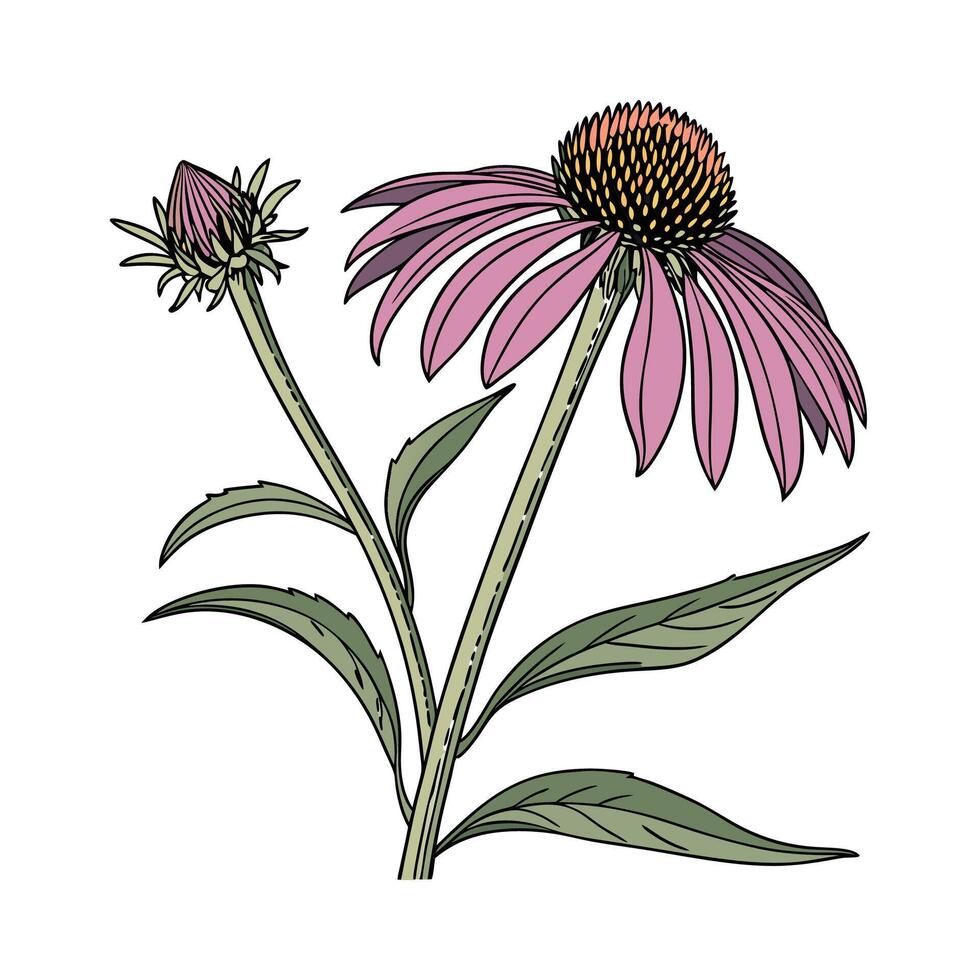 Charming Echinacea Illustration on Bright White vector