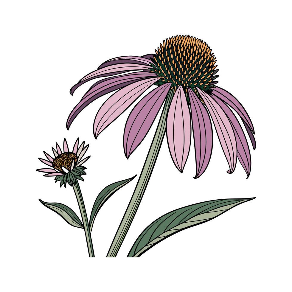 Vivid Echinacea Design on Clean White vector