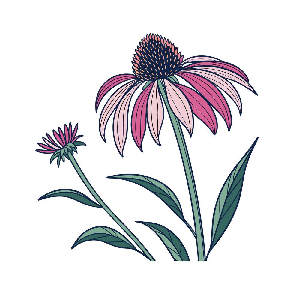 Lovely Echinacea Flower Design on White vector