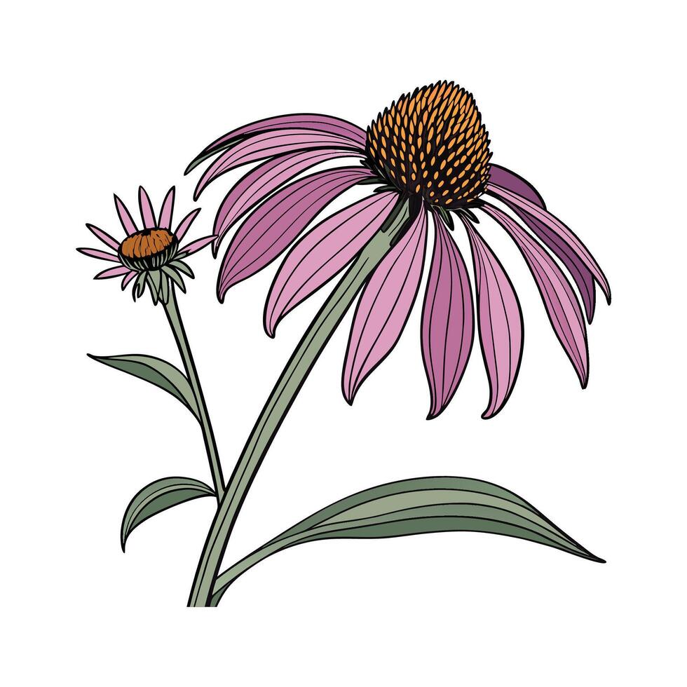 Stunning Echinacea Flower Art on White vector