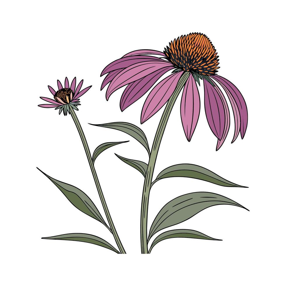 Elegant Echinacea Flower Design on Bright White vector