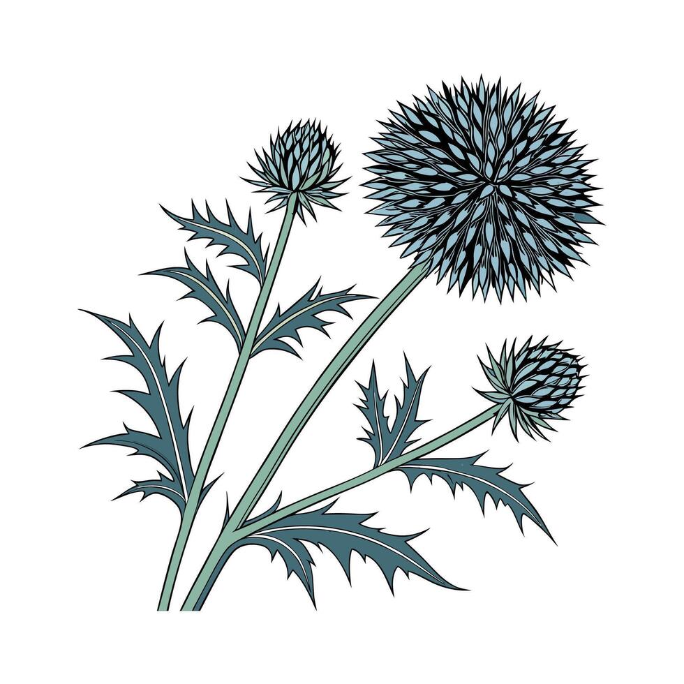 Elegant Echinops Floral Art on Clean White vector