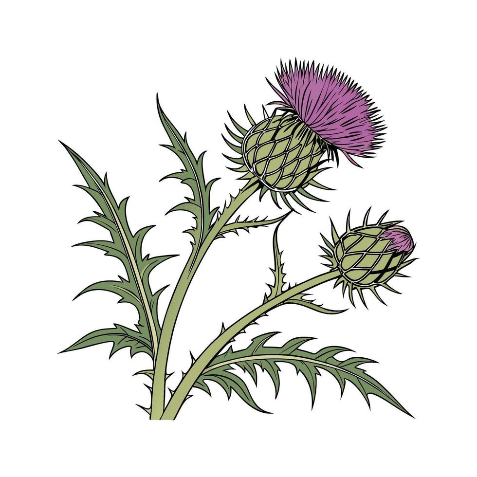 Stunning Echinops Flower Design on White vector