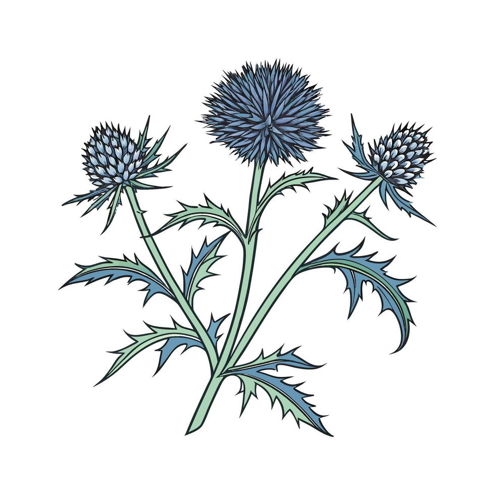 Charming Echinops Flower Illustration on White vector