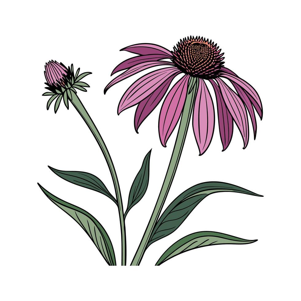 Bright Echinacea Flower Design on White vector