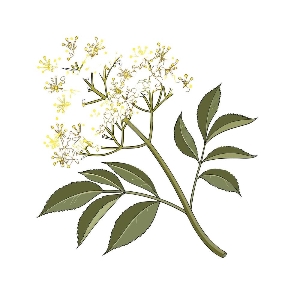 Beautiful Elderflower Design on Bright White vector