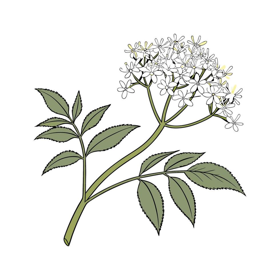 Vivid Elderflower Illustration on Clean White vector