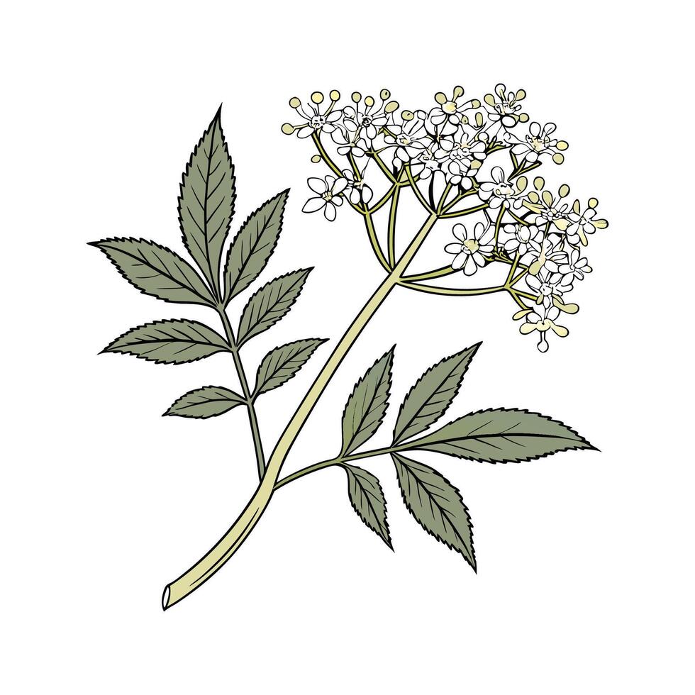 Elegant Elderflower Flower Design on White vector