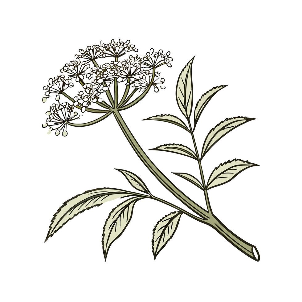 Charming Elderflower Floral Art on White vector