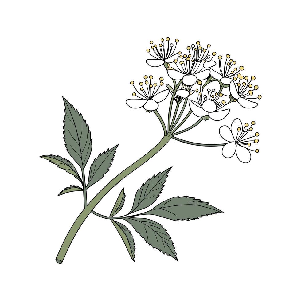 Vivid Elderflower Flower Design on Bright White vector