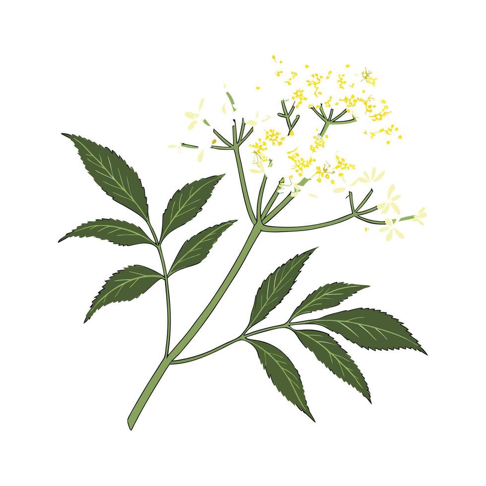 Stunning Elderflower Design on Bright White vector