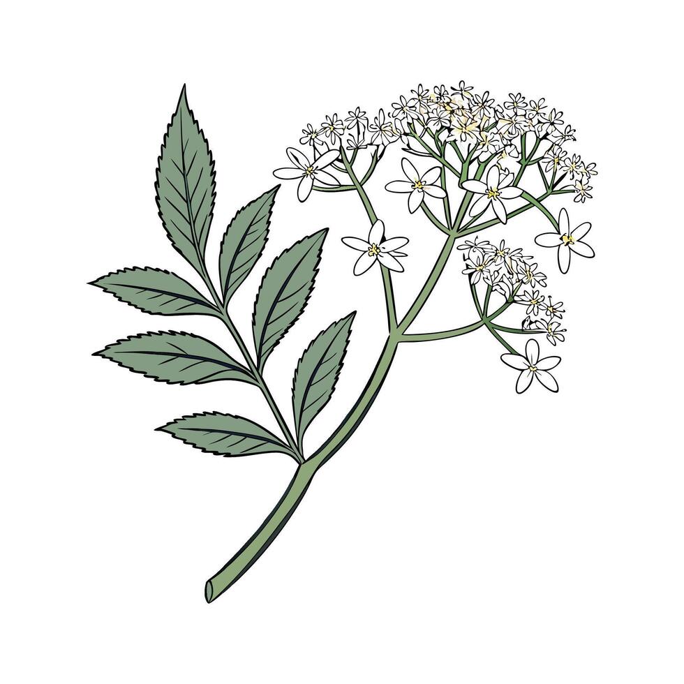 Charming Elderflower Illustration on White vector