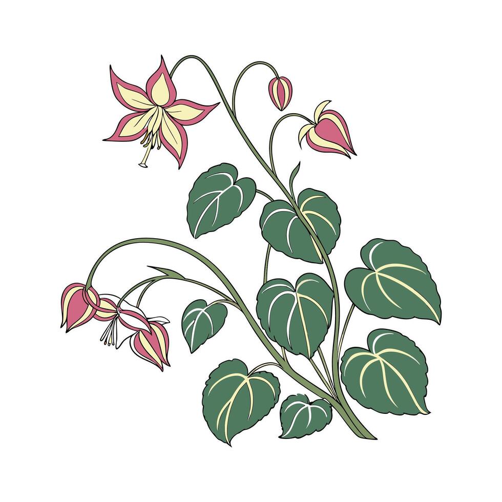Elegant Epimedium Floral Art on White vector