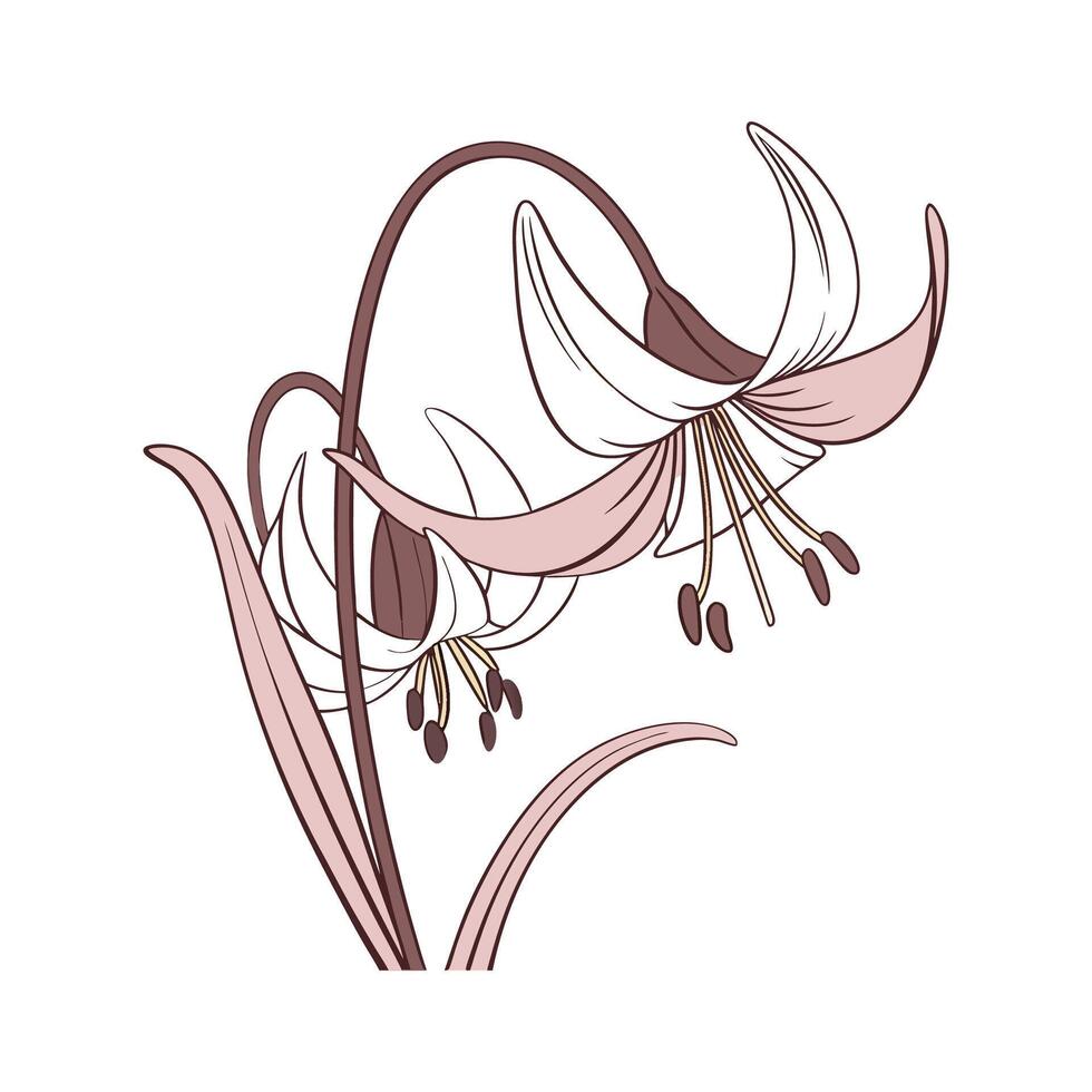 Elegant Erythronium Flower Illustration on White vector