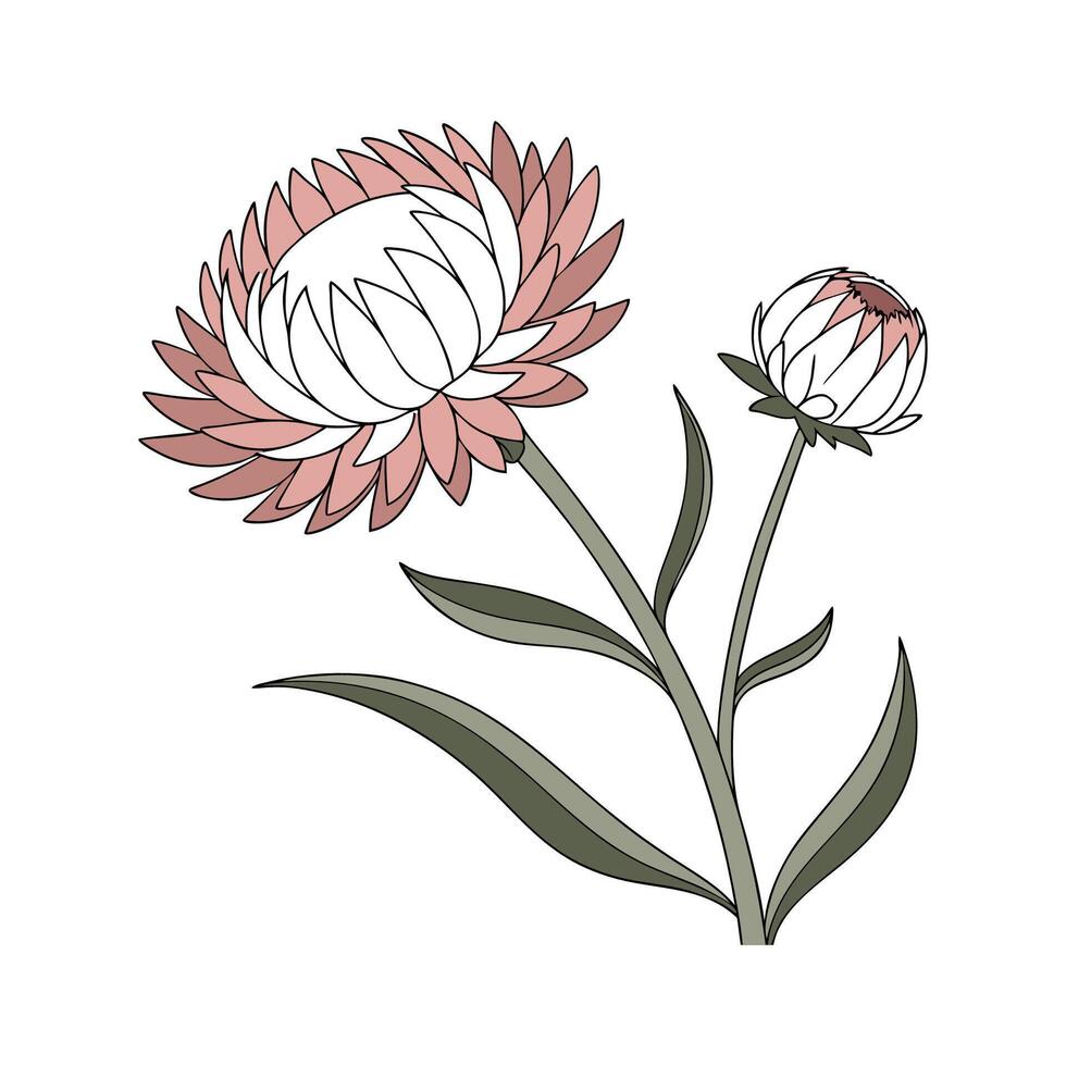 Charming Everlasting Flower Design on White vector
