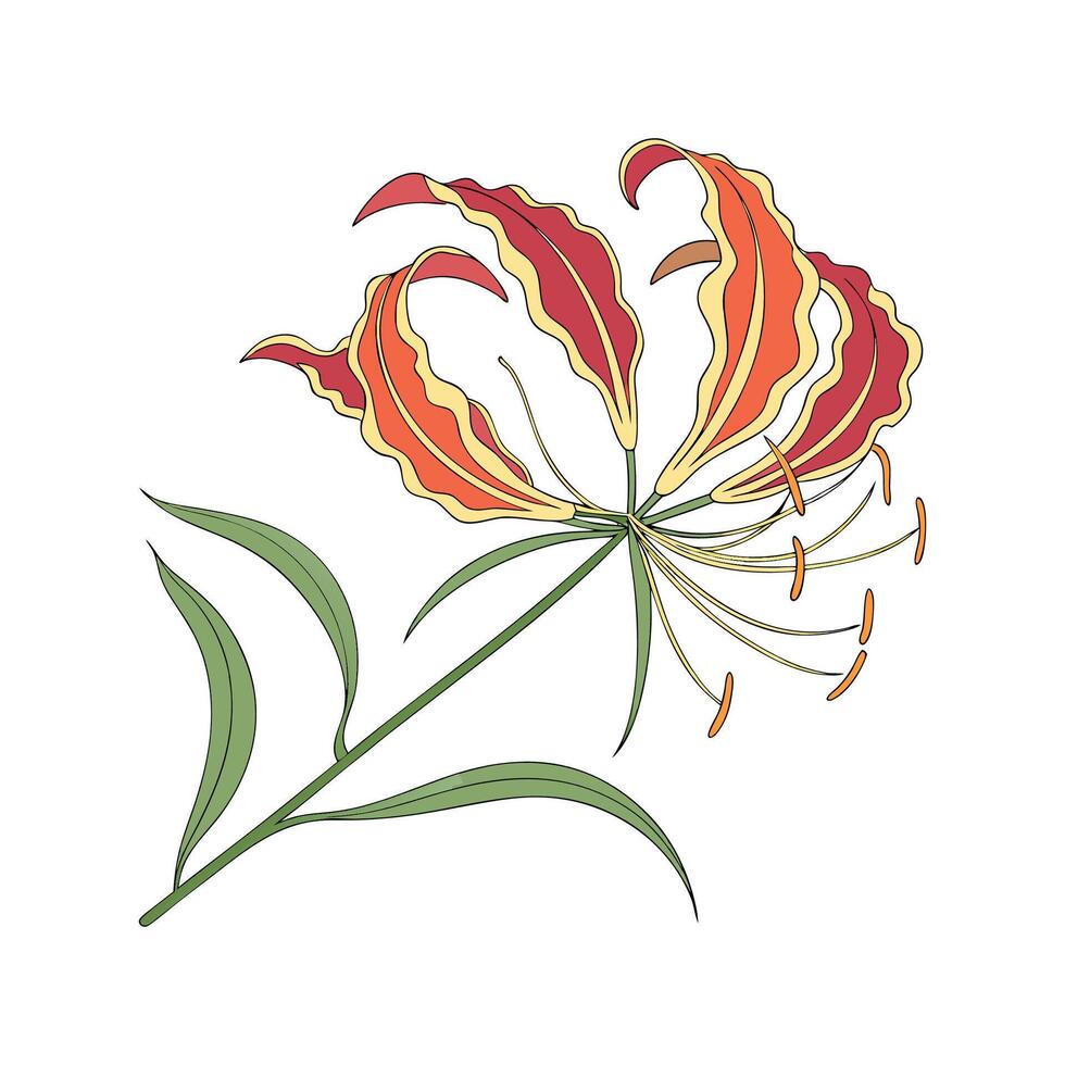 Stunning Flame Lily Flower Art on Bright White vector