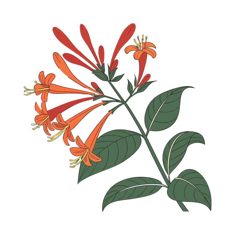 Vivid Firecracker Plant Flower Design on Bright White vector
