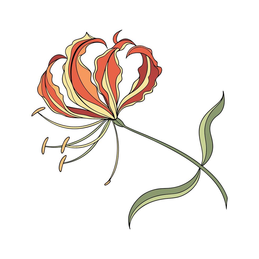Charming Flame Lily Design on White vector