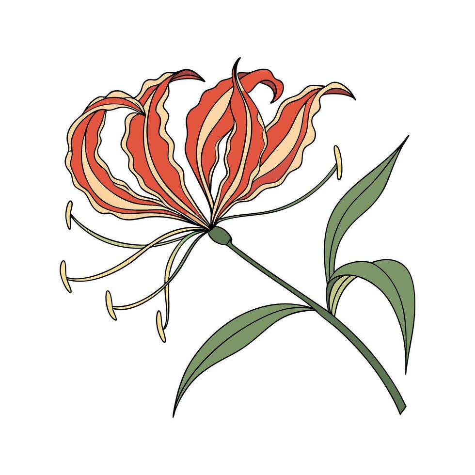 Vivid Flame Lily Flower Design on Clean White vector