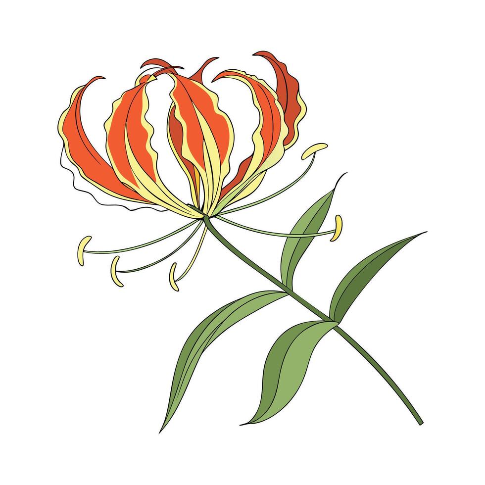 Charming Flame Lily Floral Design on White vector