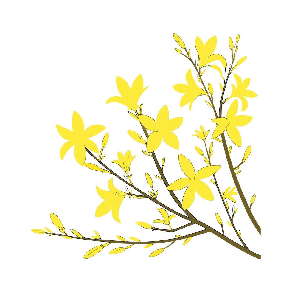 Charming Forsythia Flower Design on White vector